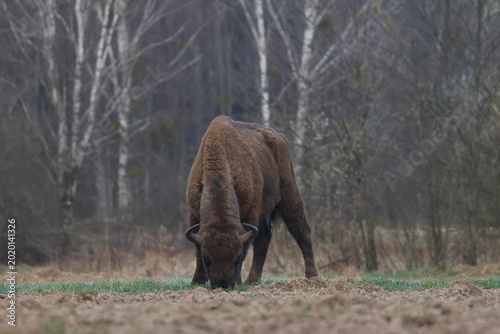 wisent