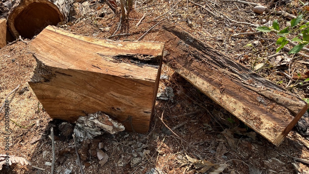 Fototapeta premium Cut firewood logs and decaying timber on the ground