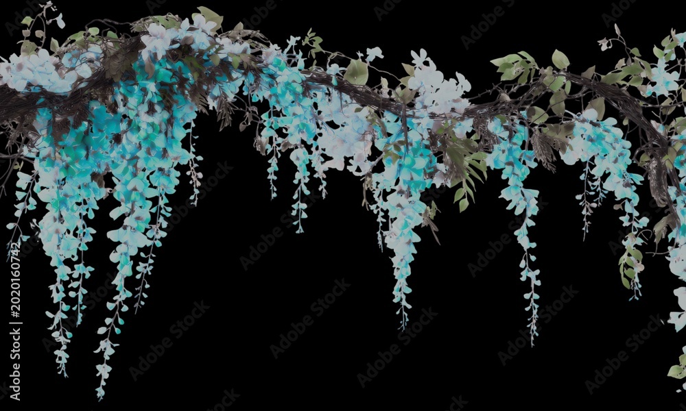 Obraz premium Ethereal teal wisteria vine with hanging flower clusters on a solid black background.