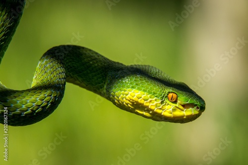 Vibrant Green Pit Viper Coiled Patiently on Textured Tree Branch