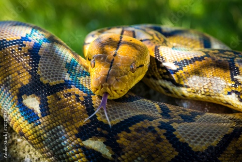 Close-up Portrait of a Yellow Reticulated Python Flicking its Tongue Symbolizing Wild Predator Power