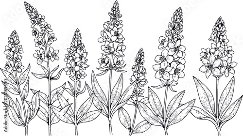 Obraz na płótnie Line art drawing of Verbascum flowers in a row against a white background
