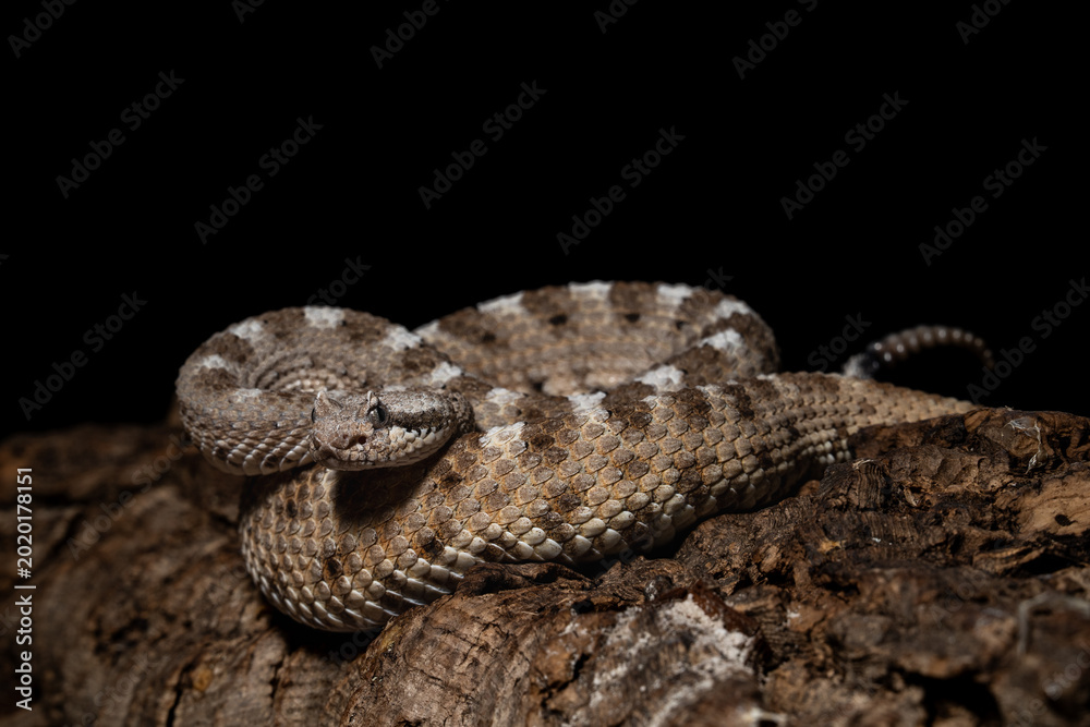 Obraz premium A Dangerous Horned Rattlesnake Coiled on Rough Tree Bark Against a Deep Black Background