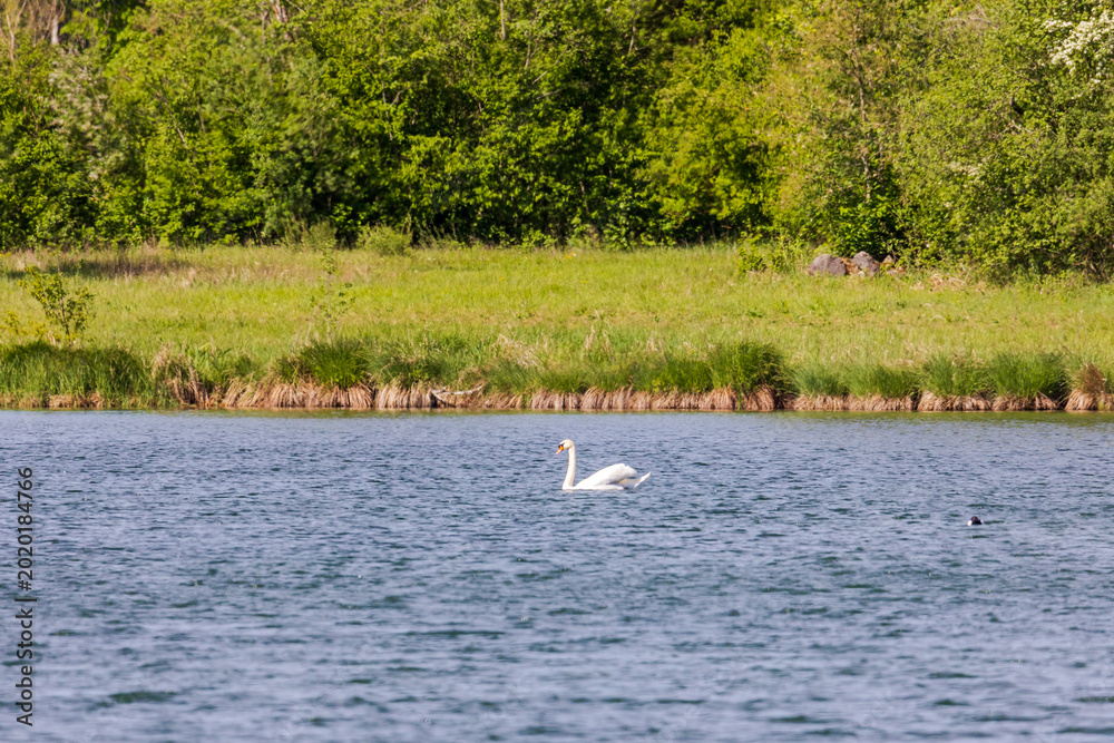 Φωτογραφία Mute swan swimming across calm lake water at Mandichosee, Deutschland, Mering, Mandichosee, 13