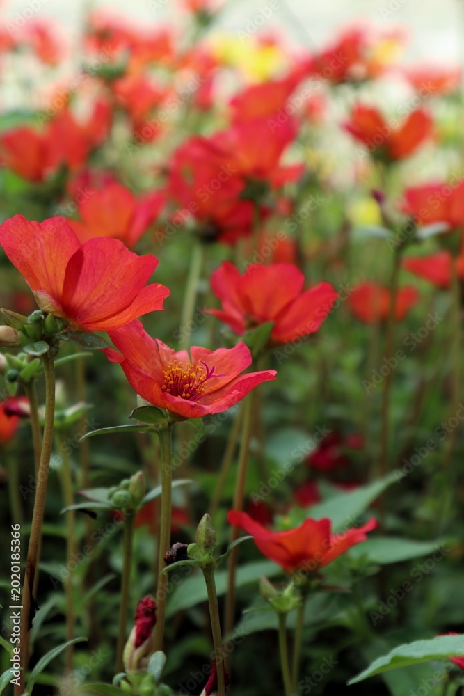 Obraz premium Vibrant red and white flowers blooming in a lush garden