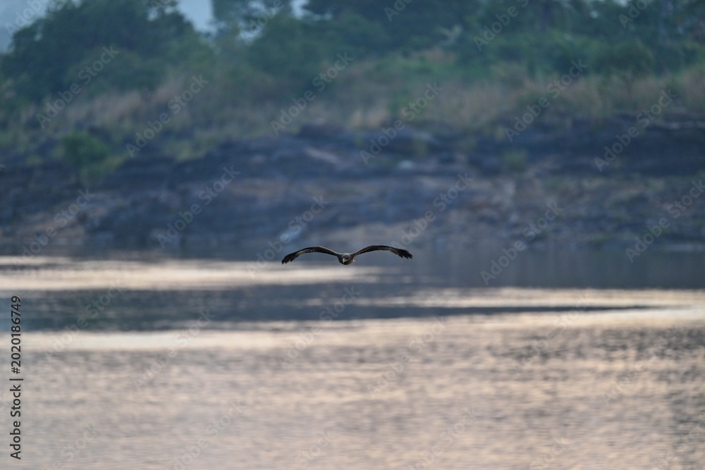 Naklejka premium falcon in flight