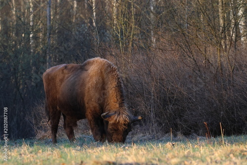 european bison