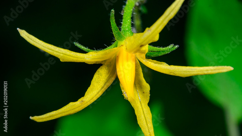 Canvas-taulu A yellow tomato flower (Solanum lycopersicum) in bloom.