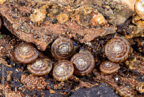 Фотография These snails are Discus rotundatus, commonly known as the rounded snail or rotun
