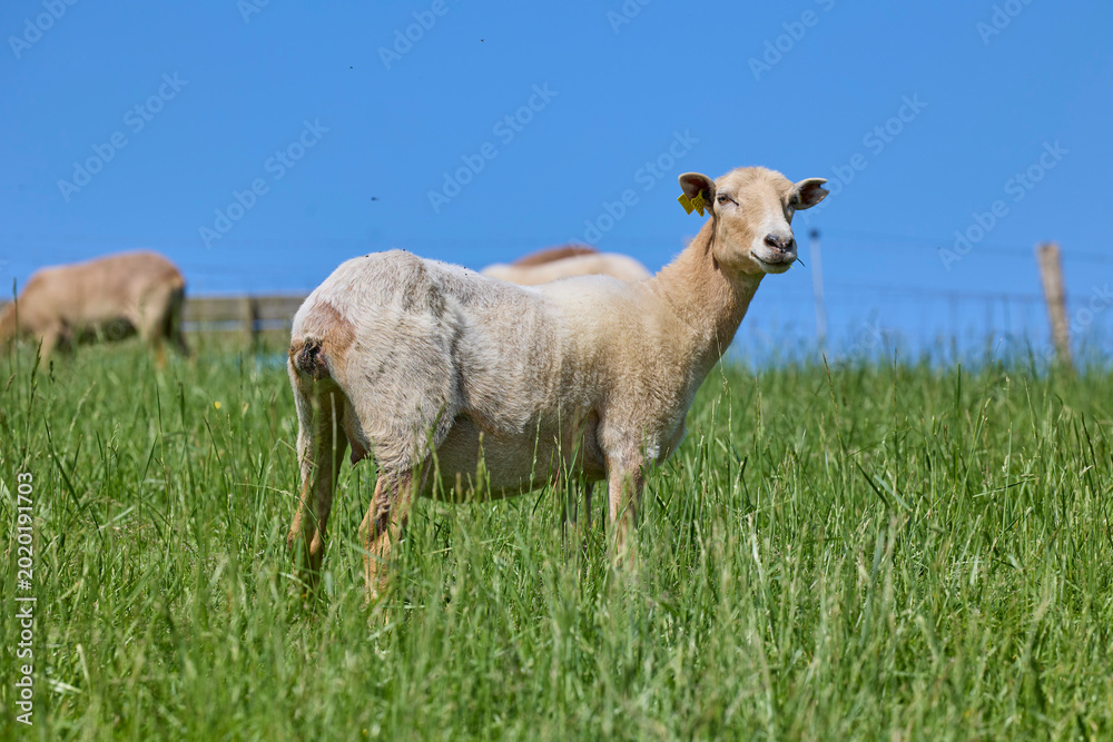 Obraz premium Sheep standing in green pasture under blue sky.