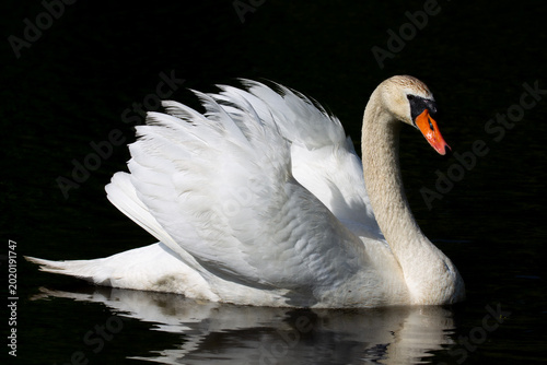 Bild auf Leinwand Male Mute Swan