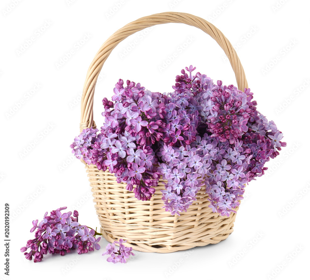 Fototapeta premium Beautiful lilac flowers in wicker basket isolated on white