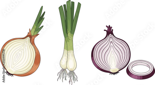 Schilderij op canvas Detailed Vector Illustration Set of Fresh Onions Featuring Half Yellow Onion, Gr