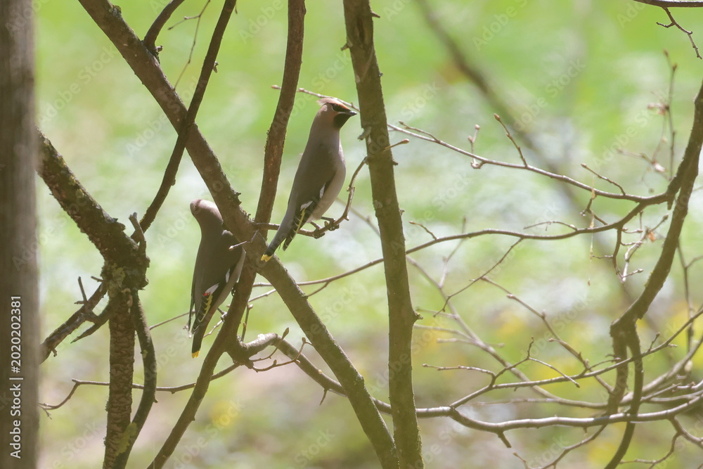 Obraz premium bohemian waxwing