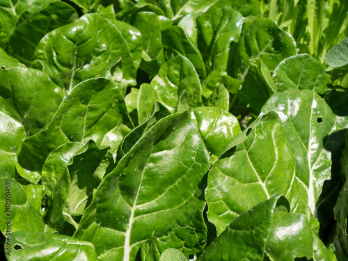 Chard Leaves In The Organic Garden background with copy space