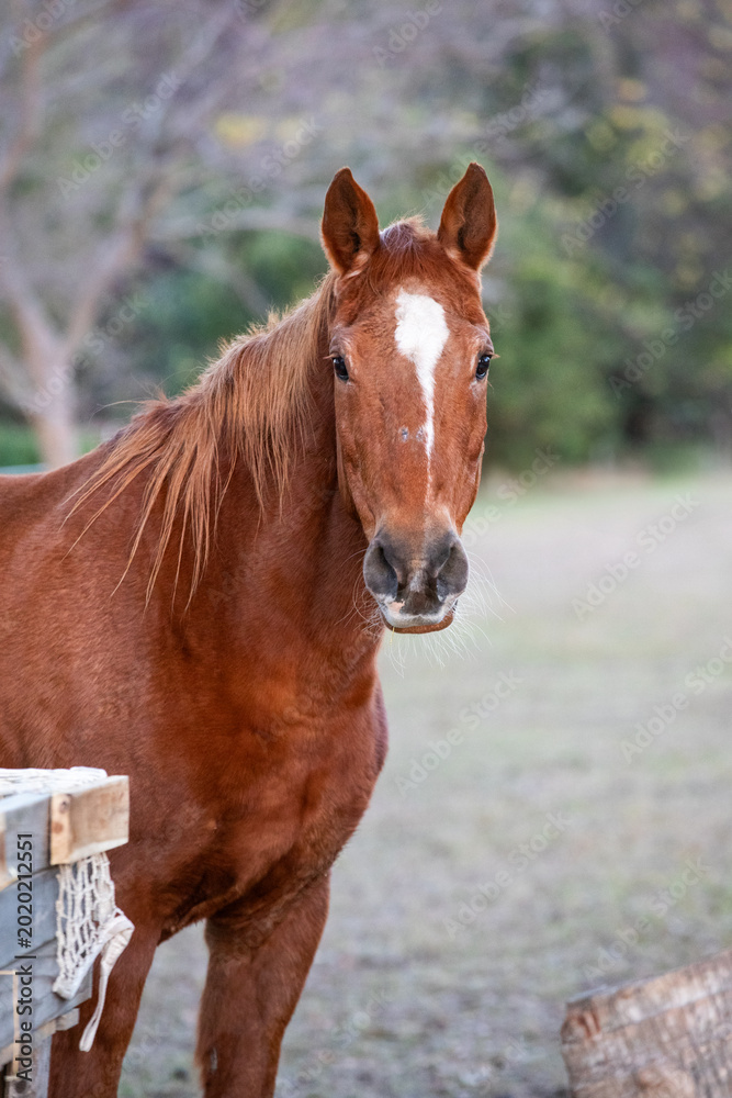 Obraz premium Elderly Mare