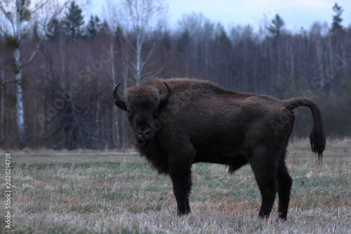 Obraz na płótnie european bison