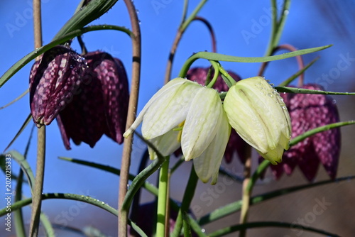 Schachbrettblume - Flower