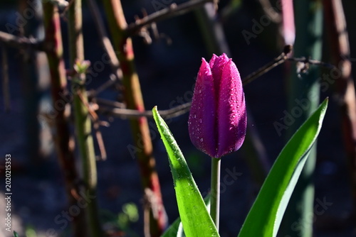 Tulpe  - Flower