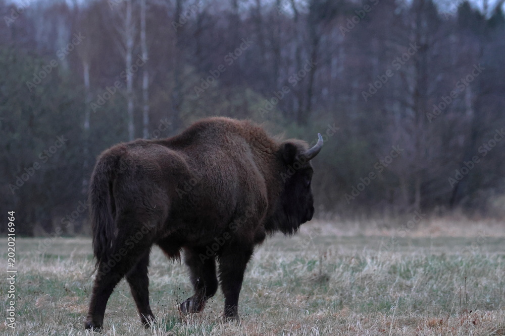Εκτύπωση καμβά european bison