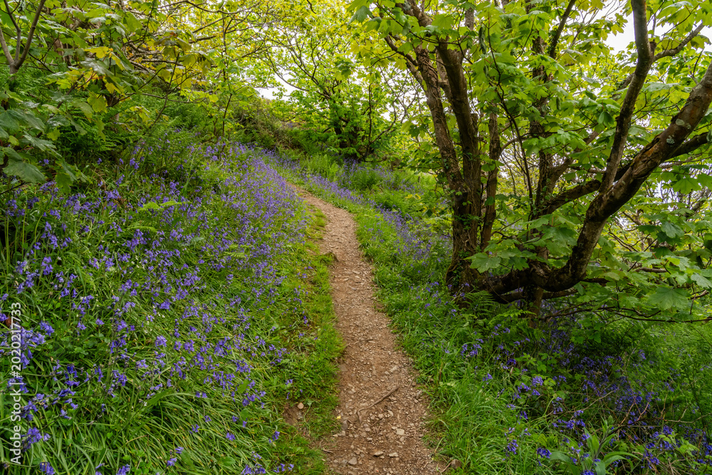 Fototapeta premium walkimg around Solva coastline and woods