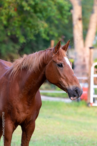 Elderly Mare