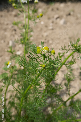 Matricaria chamomilla in bloom