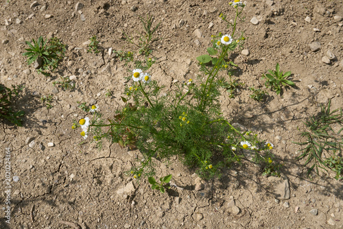 Matricaria chamomilla in bloom