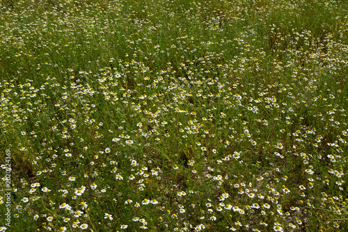 Matricaria chamomilla in bloom