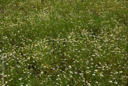 Matricaria chamomilla in bloom