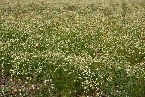 Matricaria chamomilla in bloom