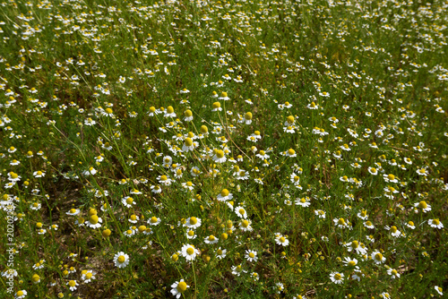 Matricaria chamomilla in bloom