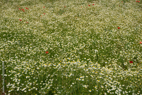 Matricaria chamomilla in bloom