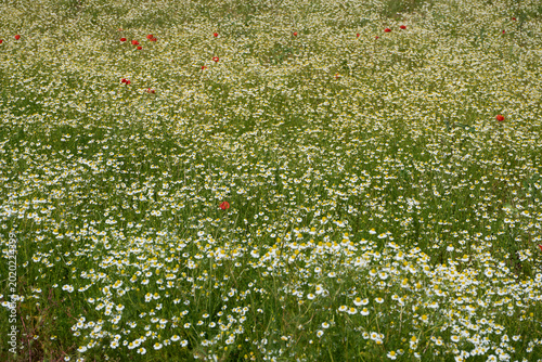 Matricaria chamomilla in bloom
