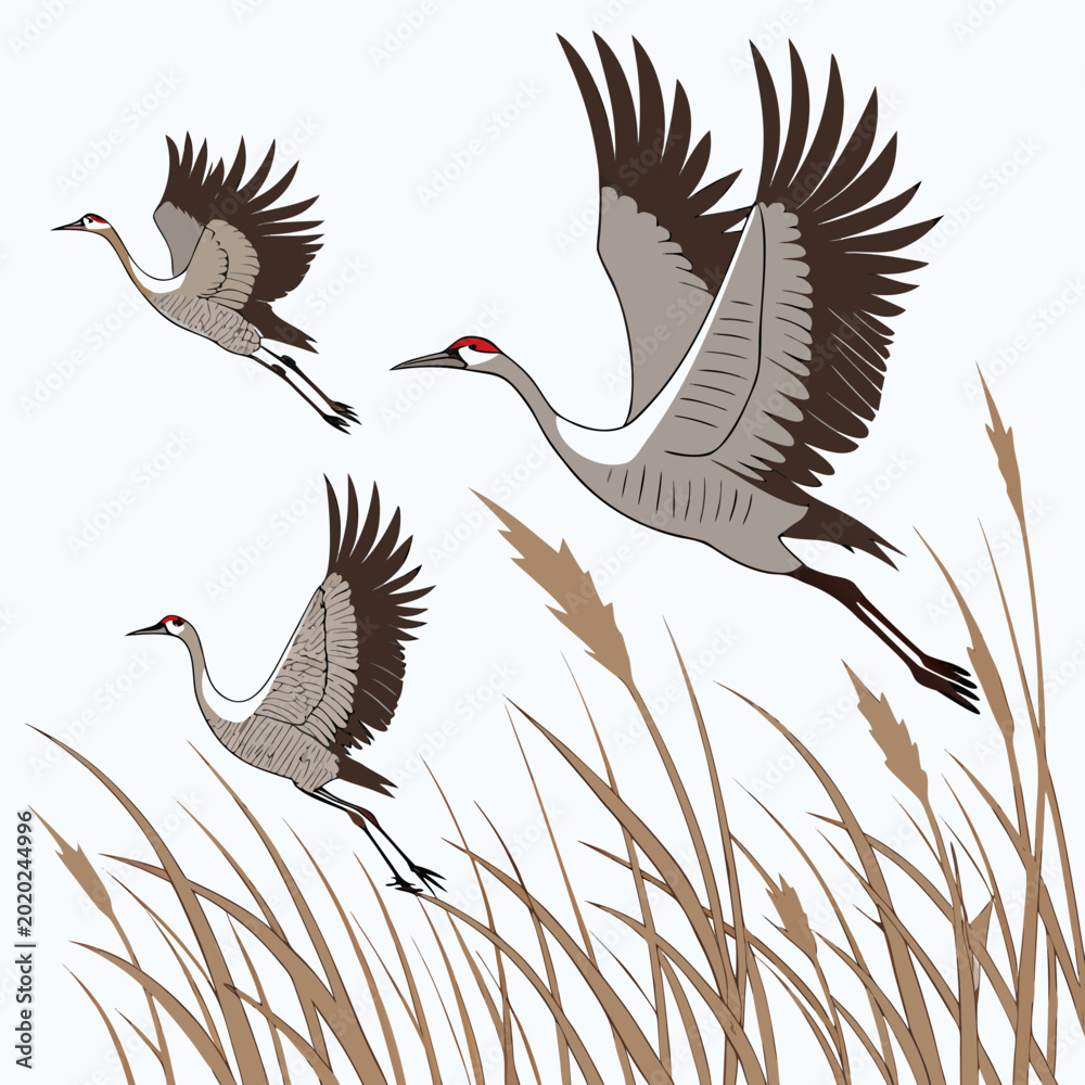 Fototapeta premium three gray cranes in flight with tall grasses vector illustration on a white background