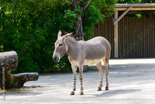 Gray Domestic Donkey Close-Up On Farm