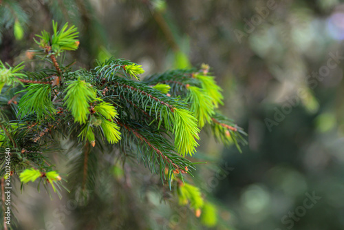 Fresh evergreen branches with new growth in vibrant green during springtime showcase nature's beauty and resilience in a forest setting
