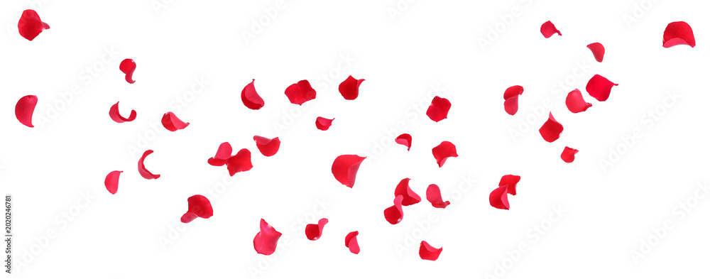 Fototapeta premium Red rose petals flying in air against transparent background