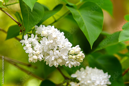 Lush blooming of a white lilac bush. Branches with inflorescences in close-up. Picturesque spring background. 