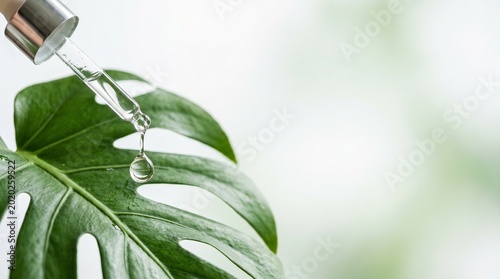 Macro shot of cosmetic pipette dropping clear hyaluronic serum on fresh green monstera leaf. Premium skincare concept with bright clinical lighting. Minimalist light blurred copy space background.