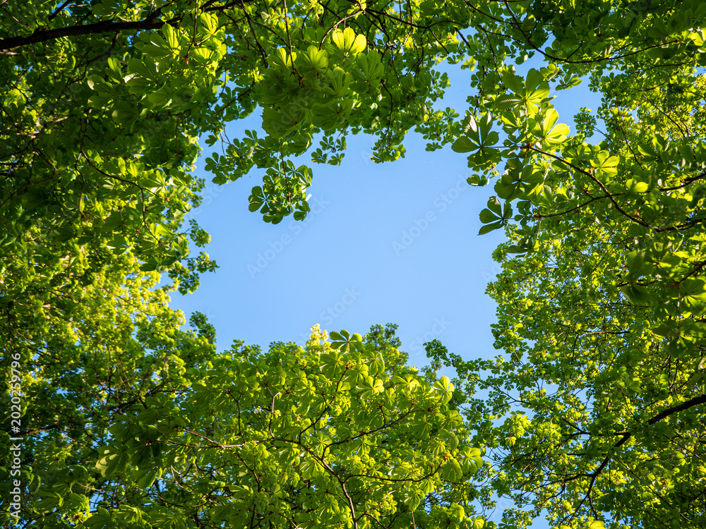 Fototapeta premium View into green tree crowns with blue sky on a sunny day. Peaceful natural scenery suitable as background for text, wellness, relaxation and ecology themes. 