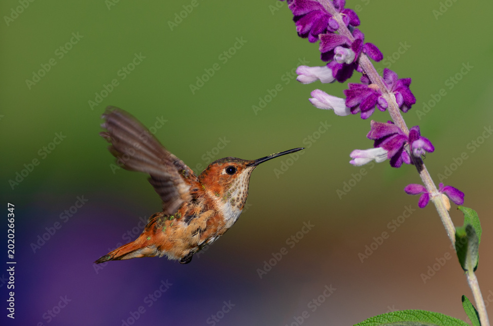 Obraz premium Hummingbird approaching Mexican sage blooms in Southern California.