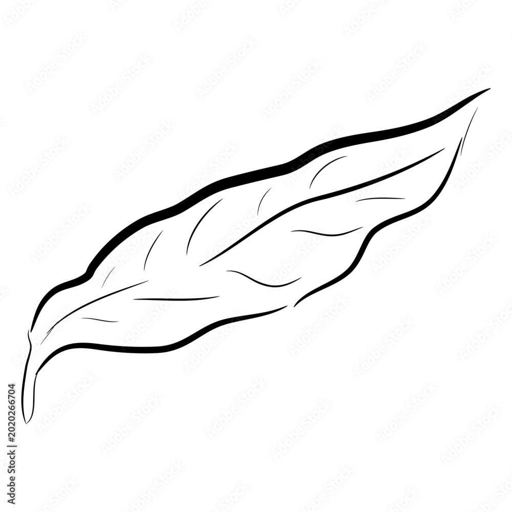 Obraz premium Side view coffee leaf
