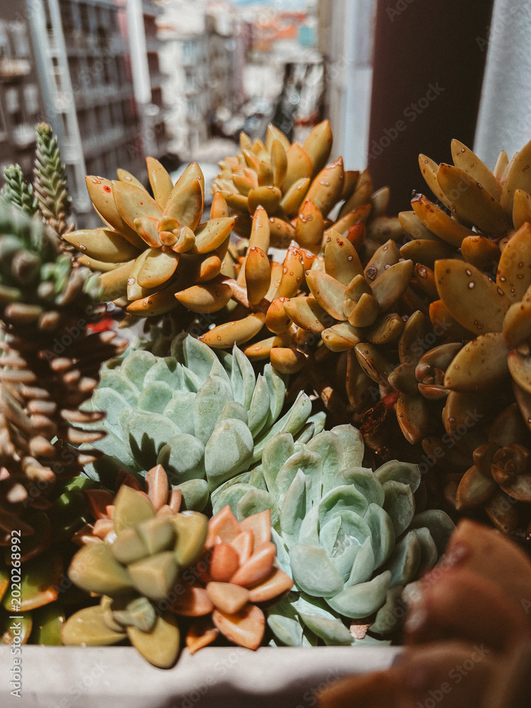 Konstfotografi Colorful succulents on an open balcony with urban view, close up botanical compo