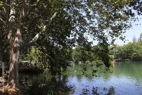 Large Plane Tree Overhanging the Serene Waters of Anna Lagoon, Spain