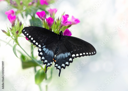 Photos Macro of a spicebush swallowtail  (Papilio troilus) butterfly resting on pink flowers