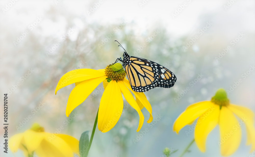 Αυτοκόλλητο Macro of a monarch butterfly (danaus plexippus) resting on a yellow herbstsonne rudbeckia flower
