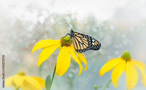 Bild auf Leinwand Macro of a monarch butterfly (danaus plexippus) resting on a yellow herbstsonne rudbeckia flower
