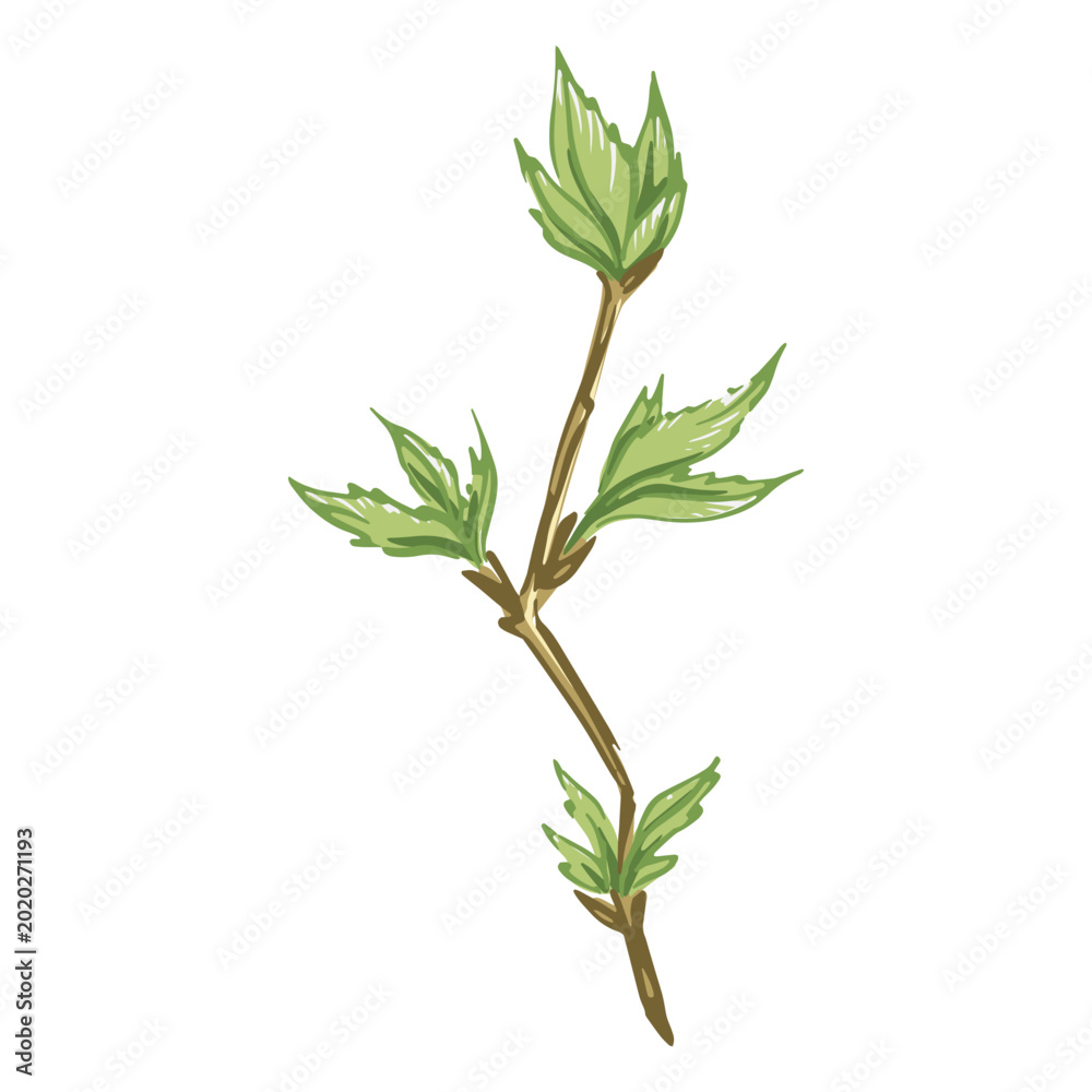 Fototapeta premium Stem and leaves illustration detailed