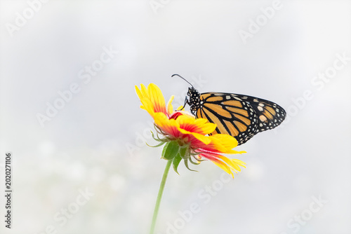 Schilderij op canvas Macro of a monarch butterfly (danaus plexippus) resting on a flower - soft white